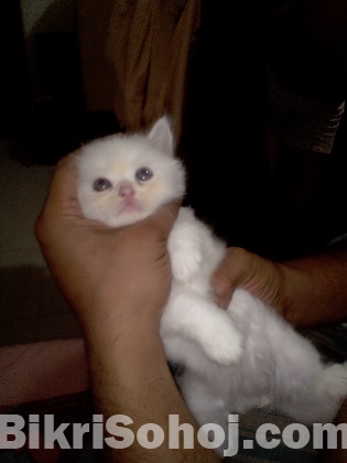 40days kitten